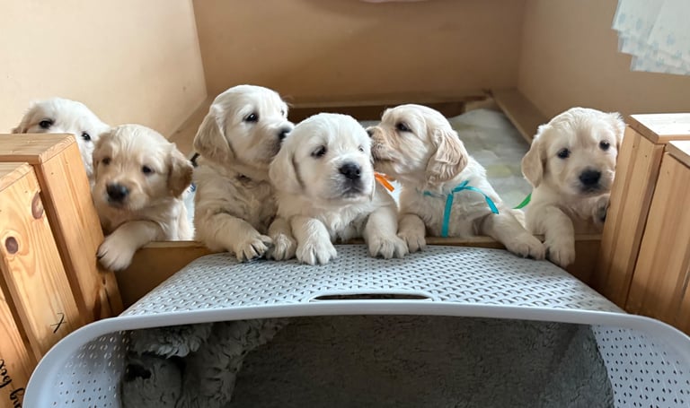 Golden Retriever puppies for sale 