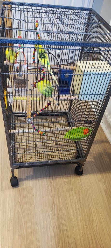 Bird cage with 3 budgies 