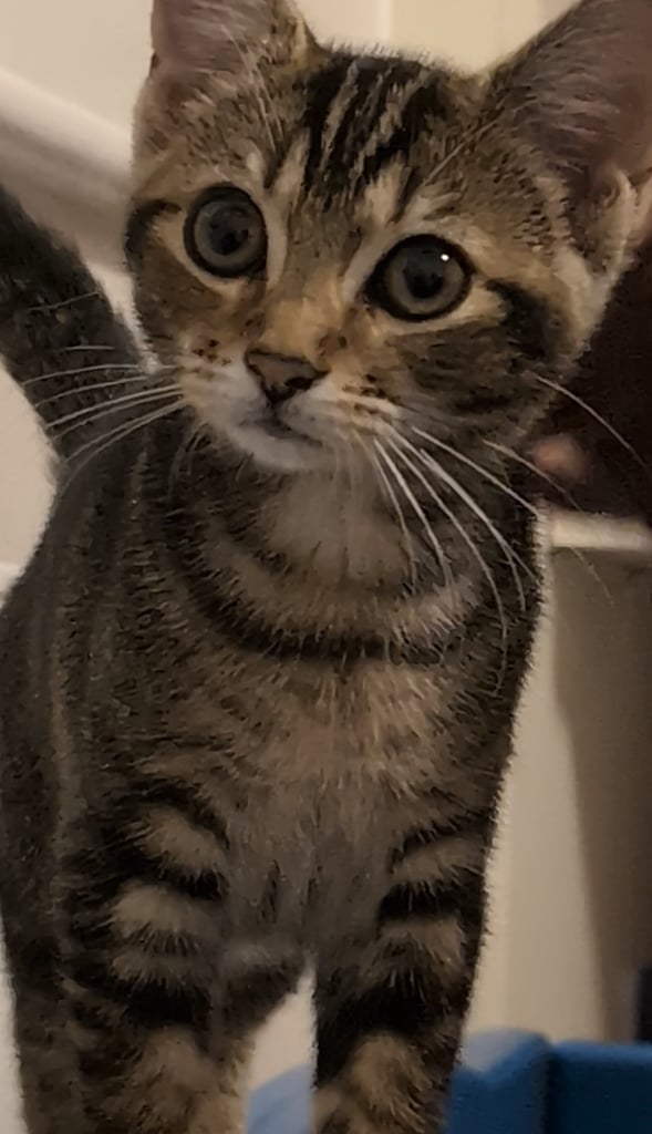 Adorable 5 months old female kitten. Fully toilet trained, playful, great with kids.