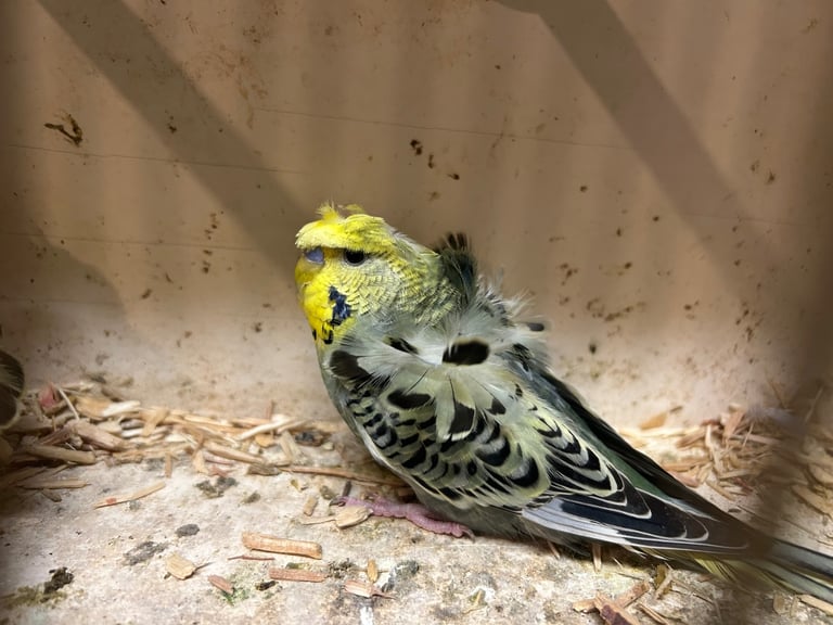 Budgies for sale, splits, all in good health