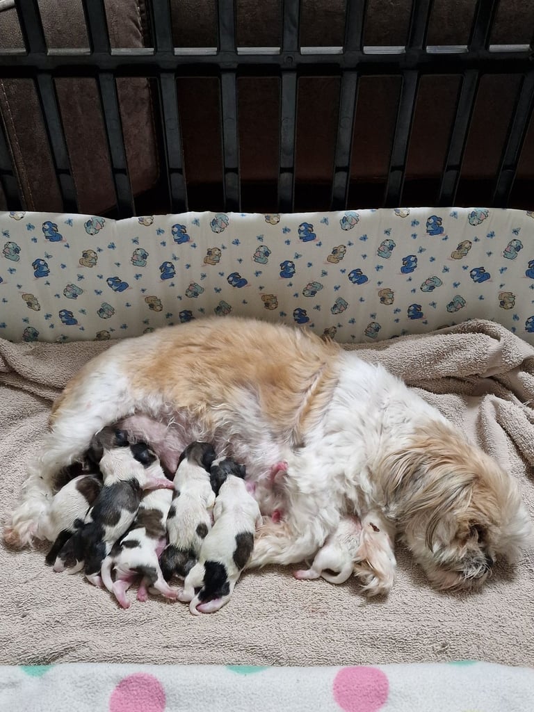 Meet Our Gorgeous Shih Tzu Puppies! 2 Girls & 5 Boys in Cardiff