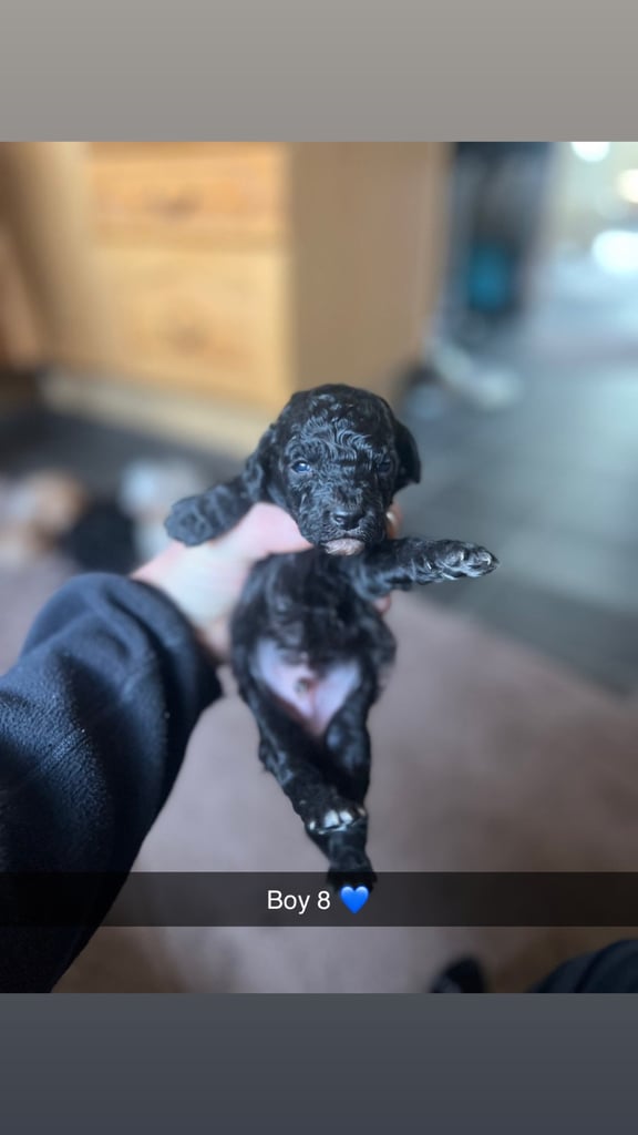 F1 b cockapoo puppies 