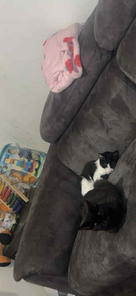 Urgent*** 1x black/white female, 1x black male