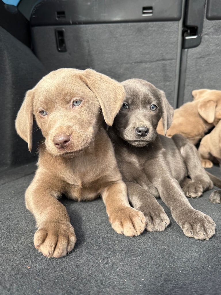 Labrador puppies Charcoal & Silver