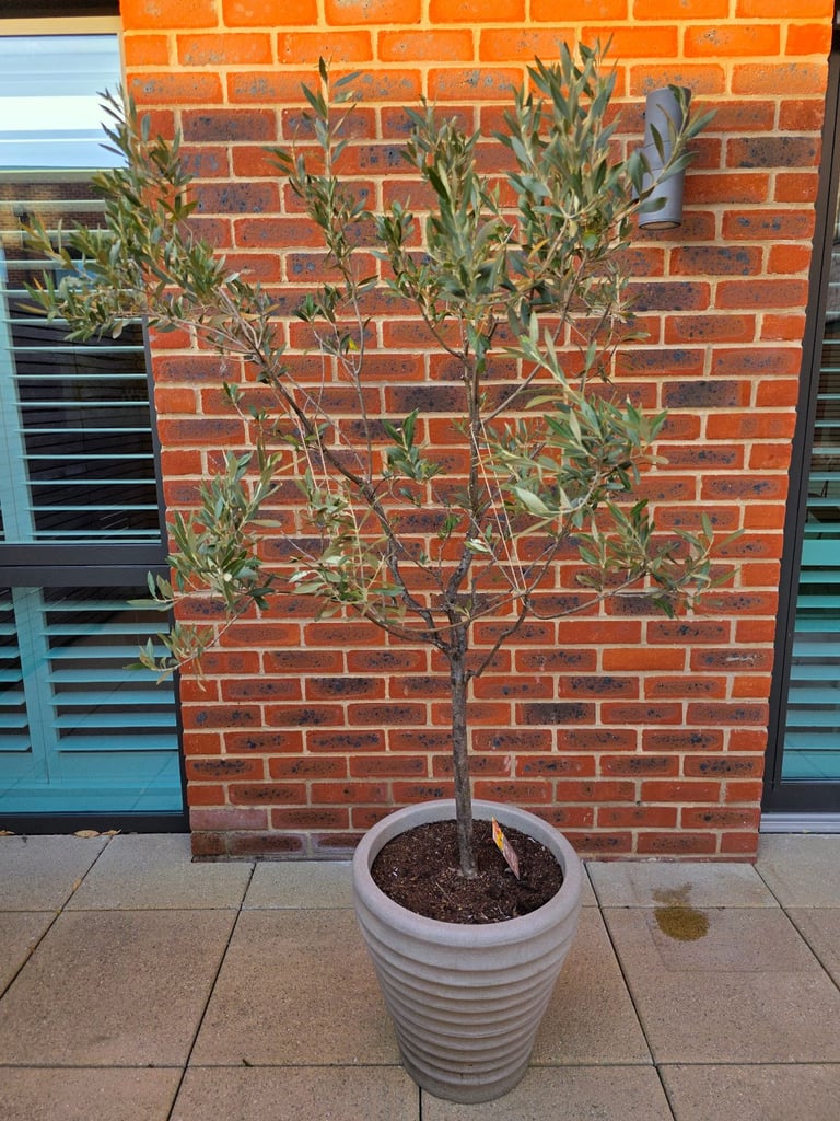 Olive tree w/ Beige Pot and narcissus bulbs