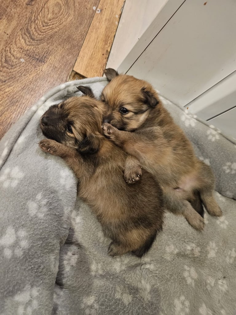  Beautiful  Pomeranian puppies sells 