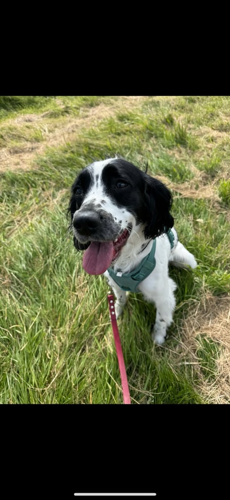 image for Springer Spaniel Puppy