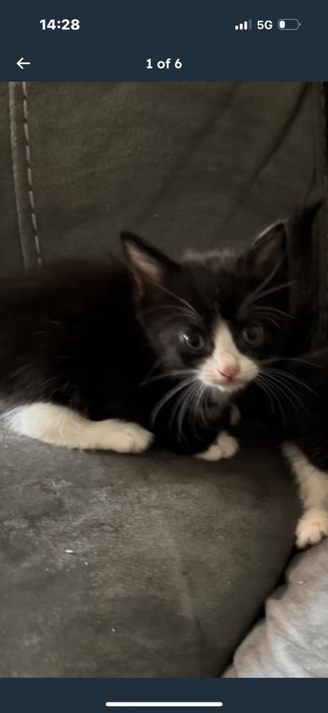 Kittens for sale 1 boys left 