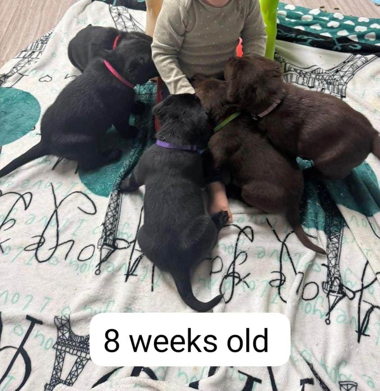 Labrador retriever puppies. 