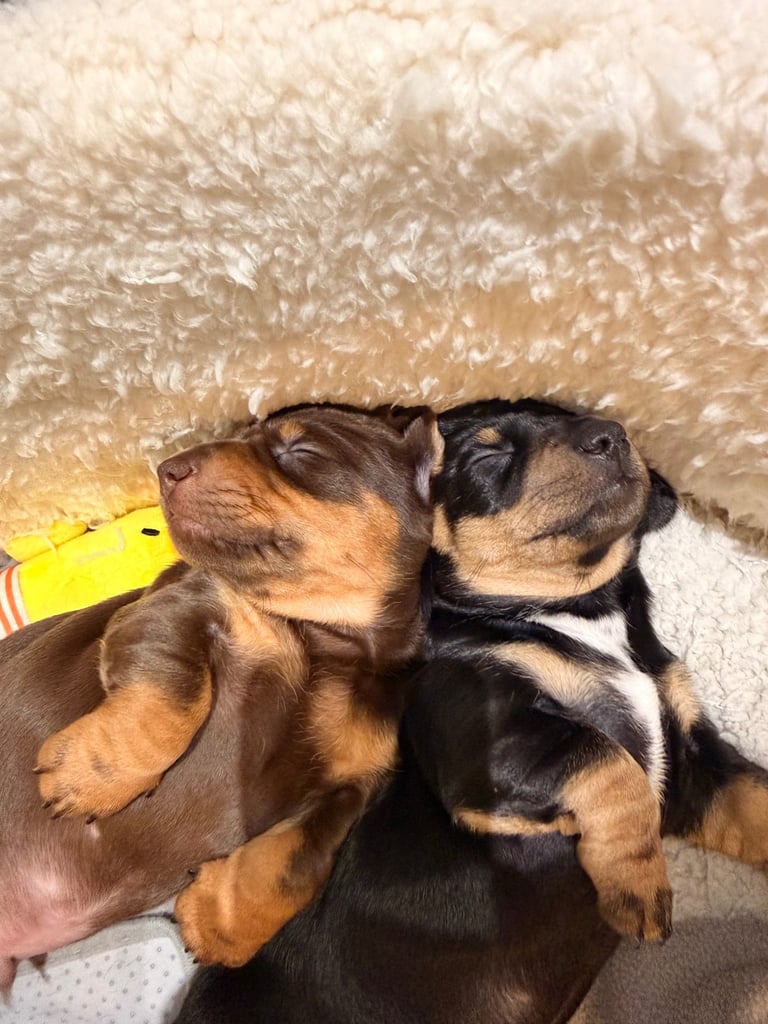 image for Gorgeous sausage dogs for sale! 