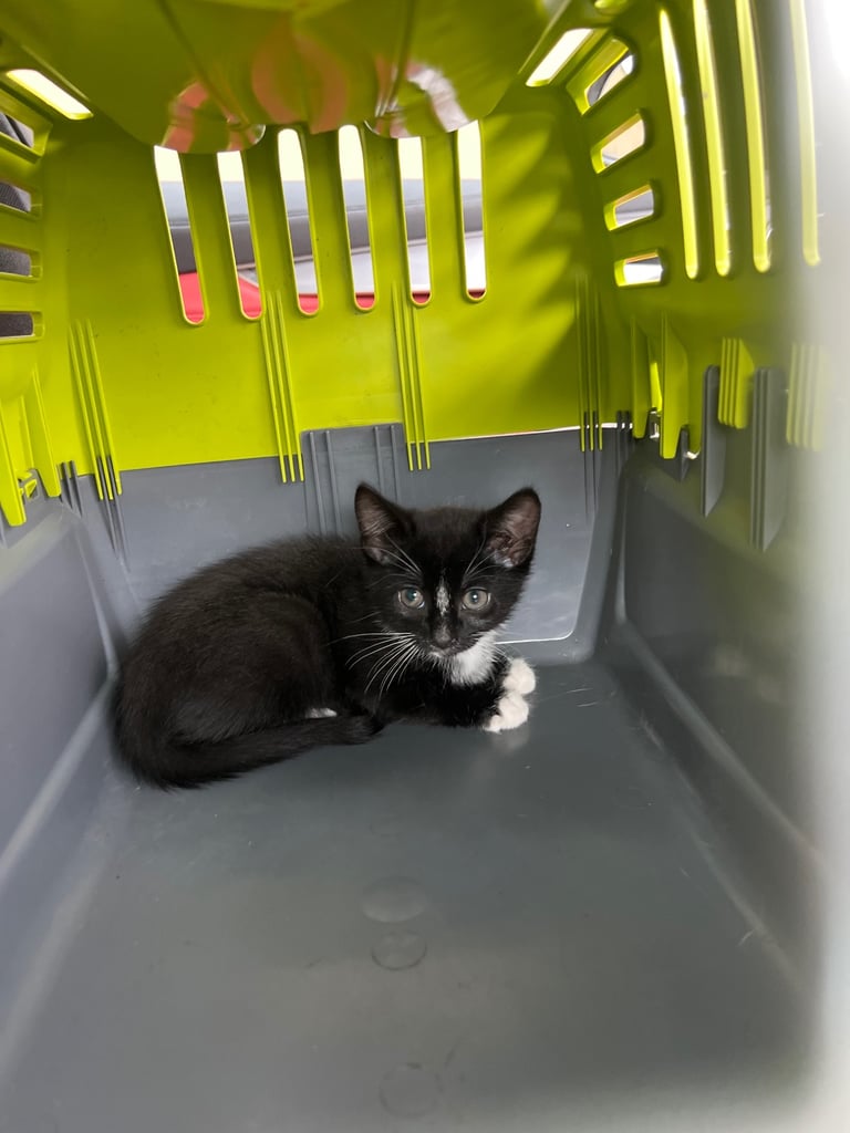 Kitten 