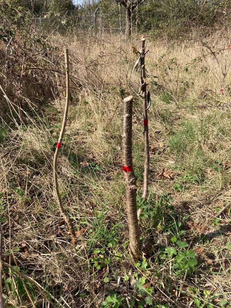 American cherry (Big size cherry) trees (£20 per tree)