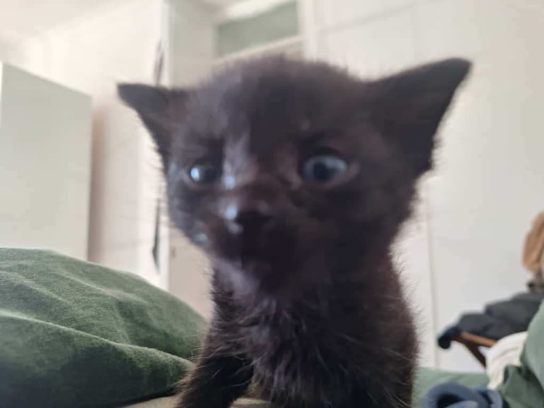 image for Cuddly black kitten ready to rehoming! 🦇