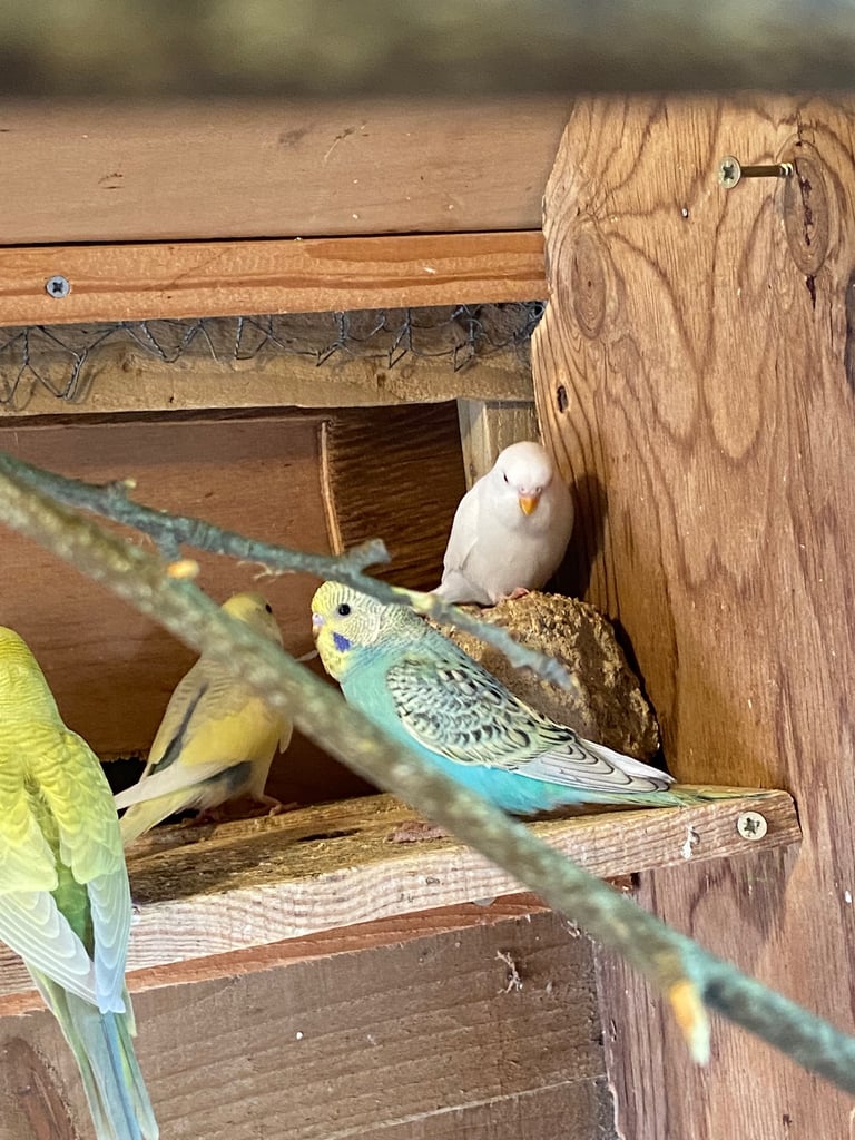 Baby budgies