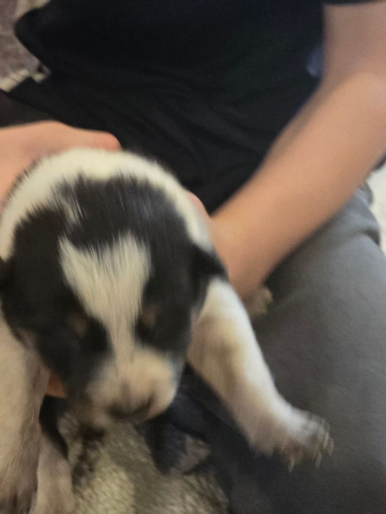 Border collie pups - black and white boy left