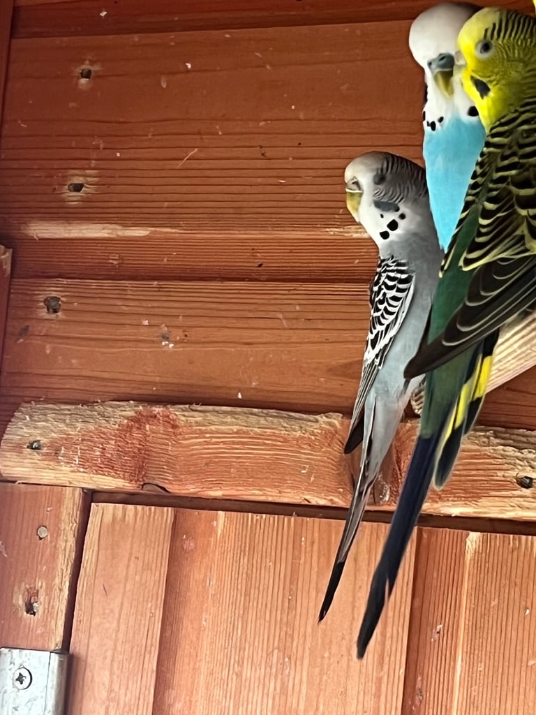 Baby Budgies ready to go. 