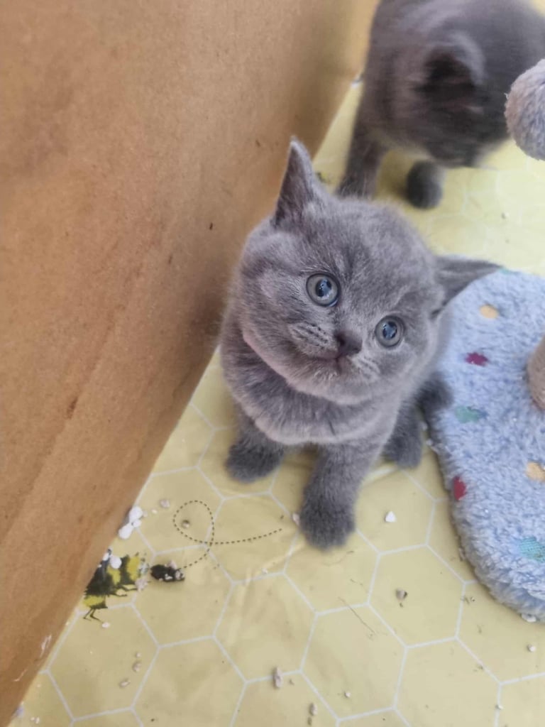 Beautiful British Shorthair kittens 