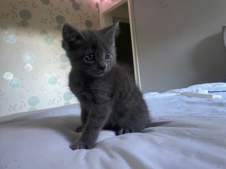 Ragdoll kitten 
