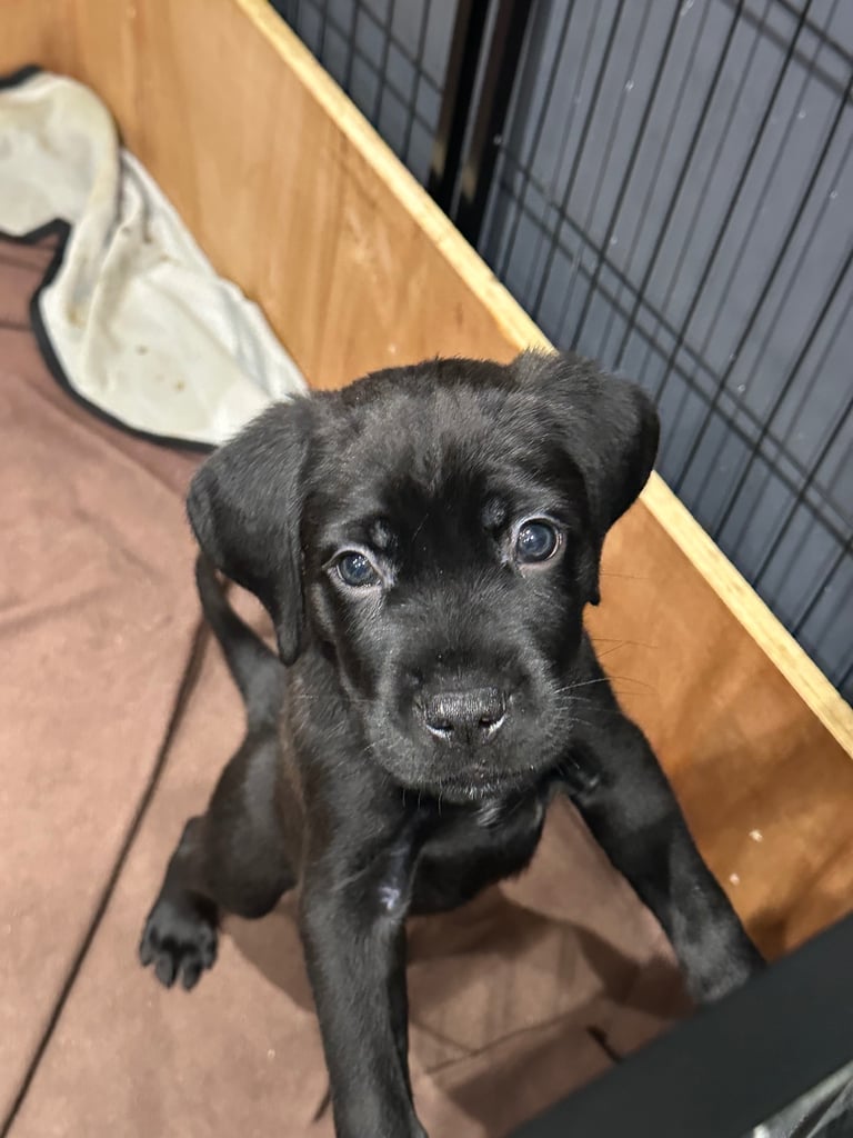 Cane corso puppies