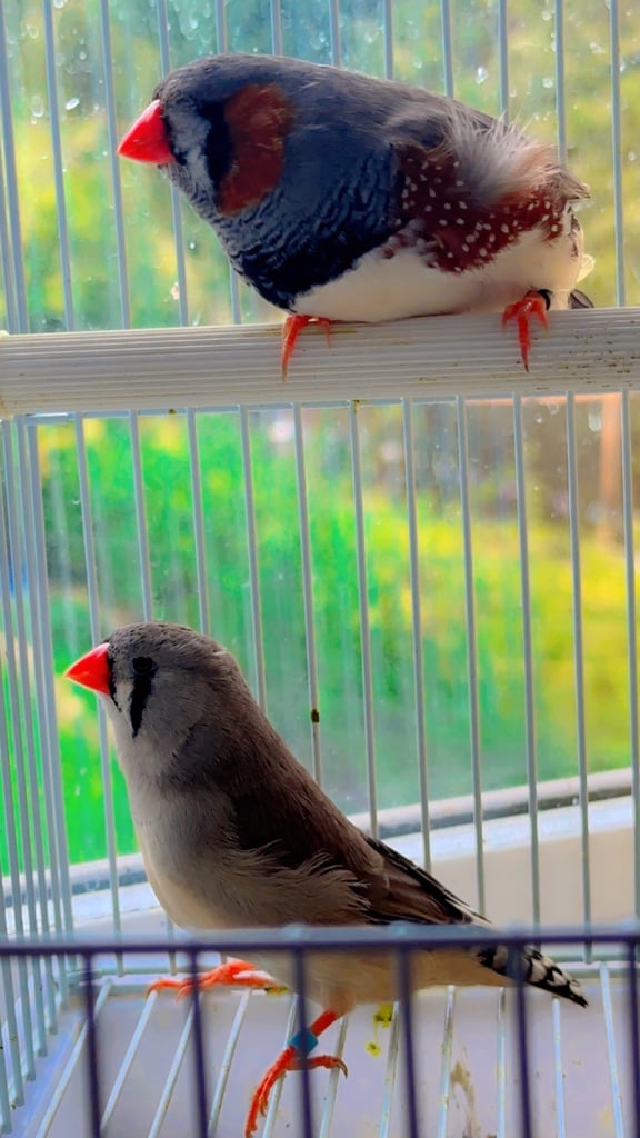 4 PAIRS OF BIG EXHIBITION SIZED CLOSE RUNG (ZFS) ZEBRA FINCHES
