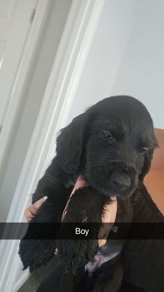 Show type cocker spaniels