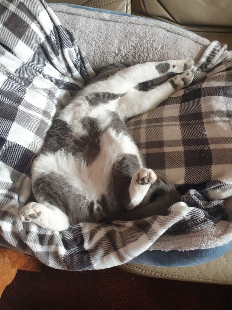 British Short Haired Male Cat