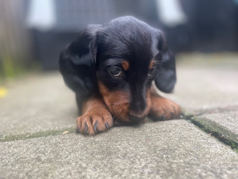 Long Haired Dachshund Puppies READY NOW!