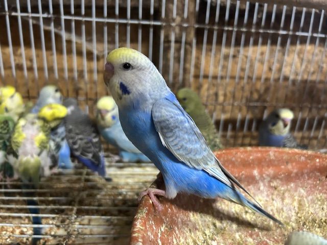 Budgies for Sale, different mutation available 