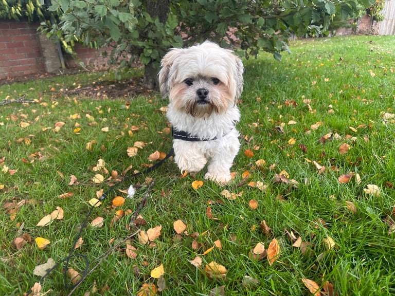 Lhasa Apso girl