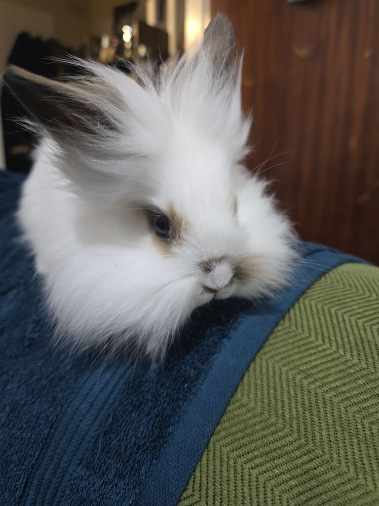 image for Lionhead Bunny 100% pure