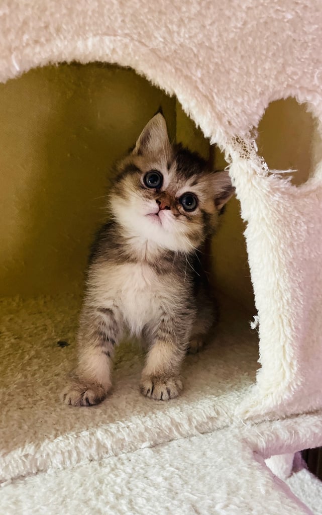 BSH boy looking for new home
