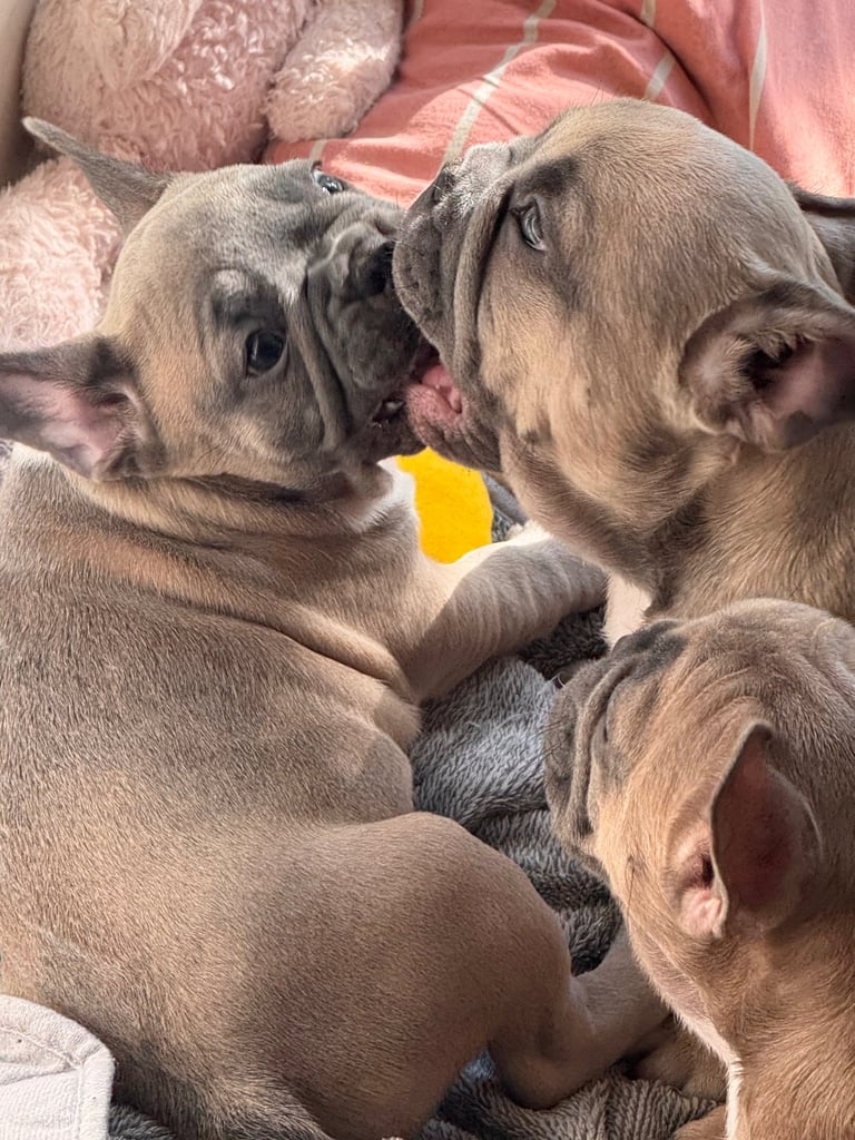French bulldogs puppies