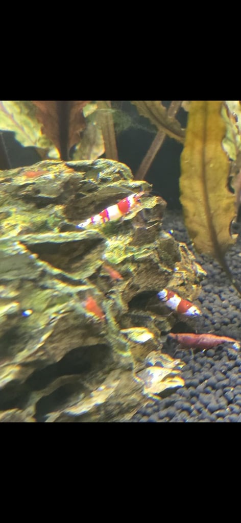 image for Shrimps for sale bloody mary, crystal, 