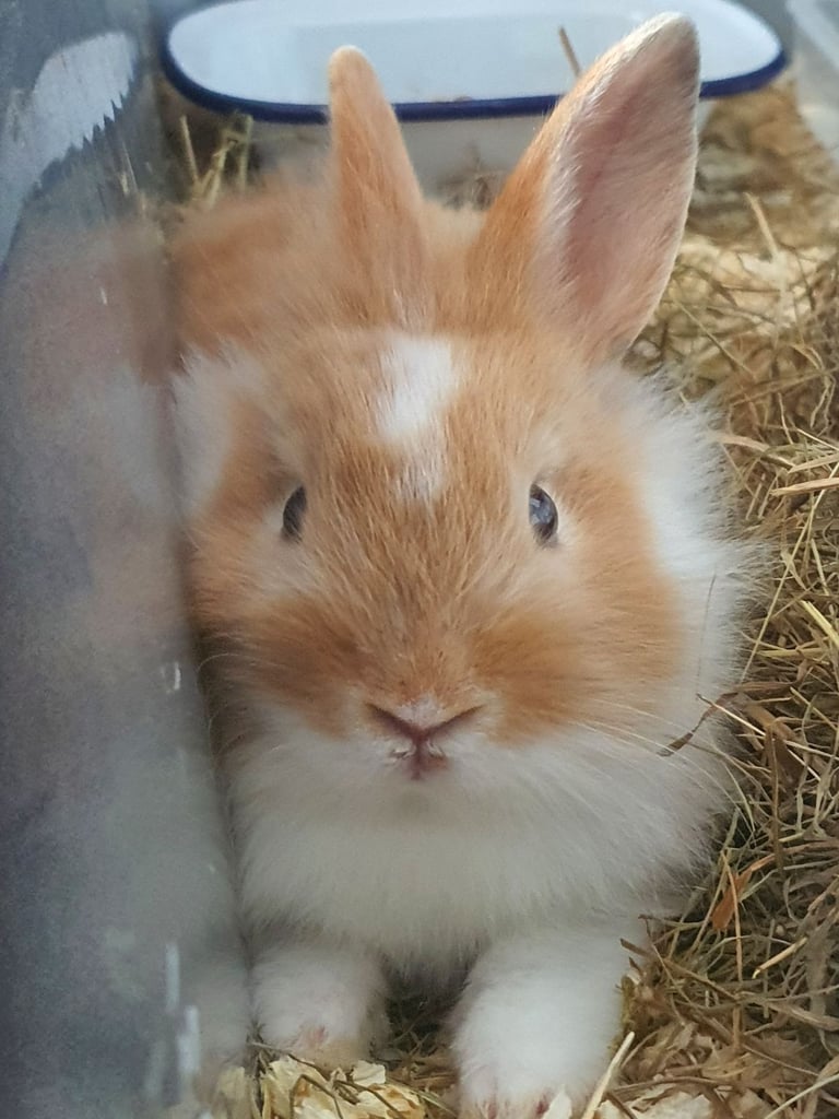 Ginger and white bunny