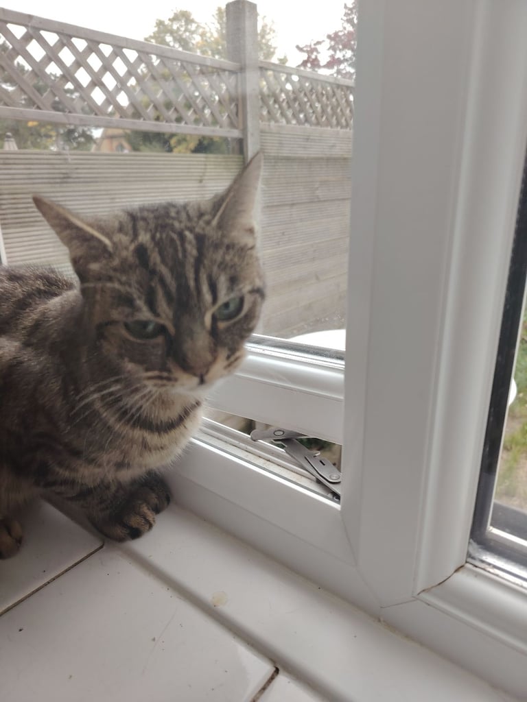 Tabby girl