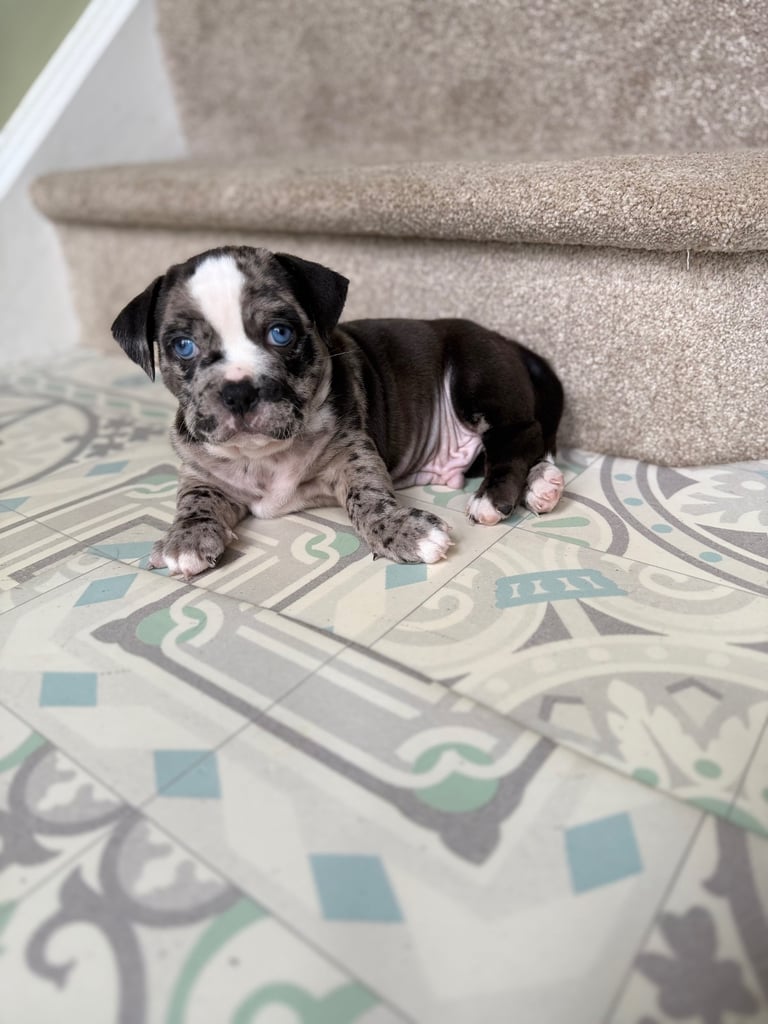 7 Adorable Olde English Bulldog/ French / Pug Bulldog puppies for sale ❤️