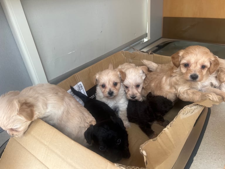 Miniature poodle cross puppies