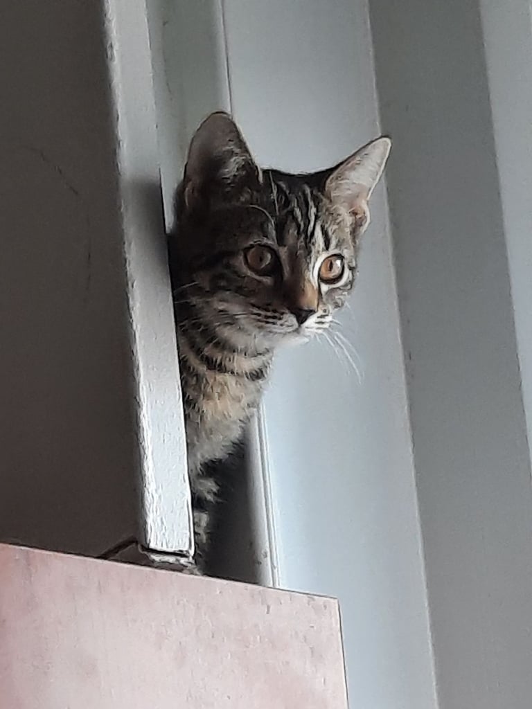 beautiful female kittens, white / tabby, looking for a new home