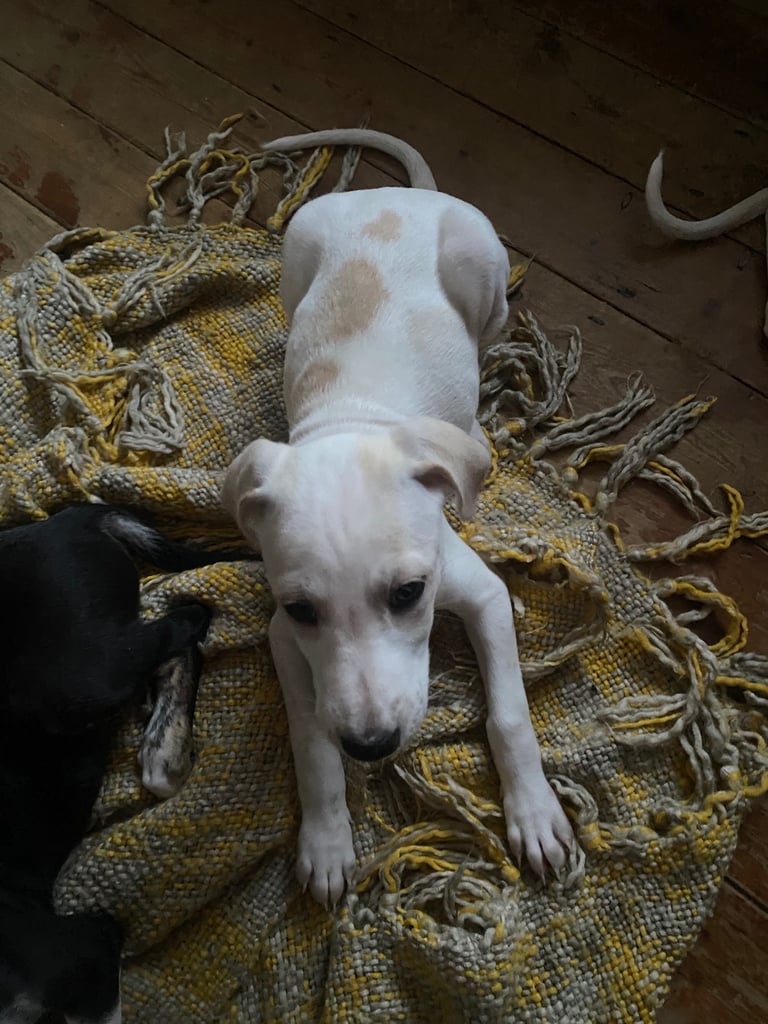 Lurcher pups