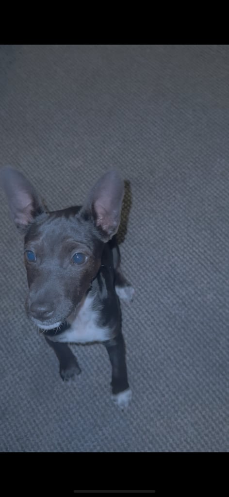 Female Patterdale Terrier cross 