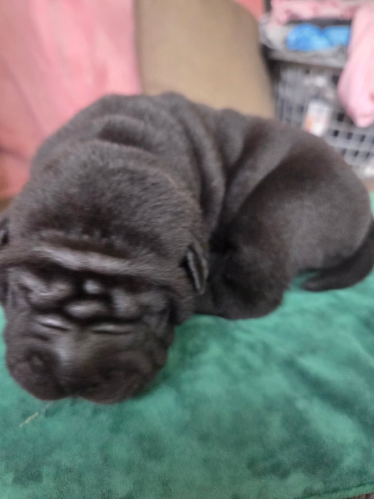 Shar Pei Dogs Puppies for Sale Gumtree - Main Image