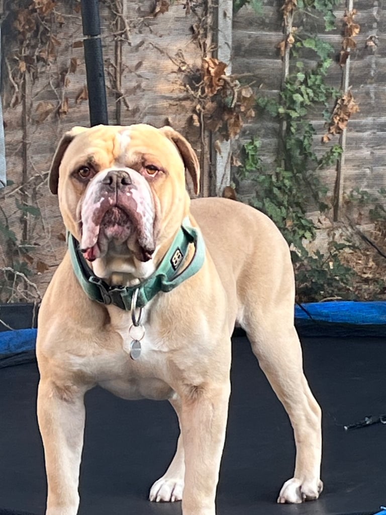 Old english bulldogge