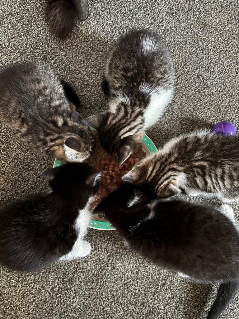 Kittens for sale 