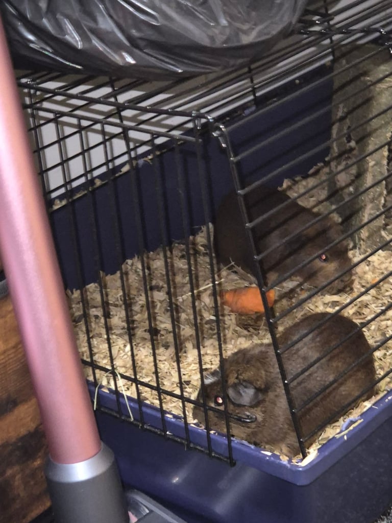 image for Guinea pigs 