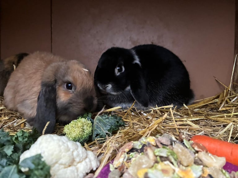 Baby minilop rabbits