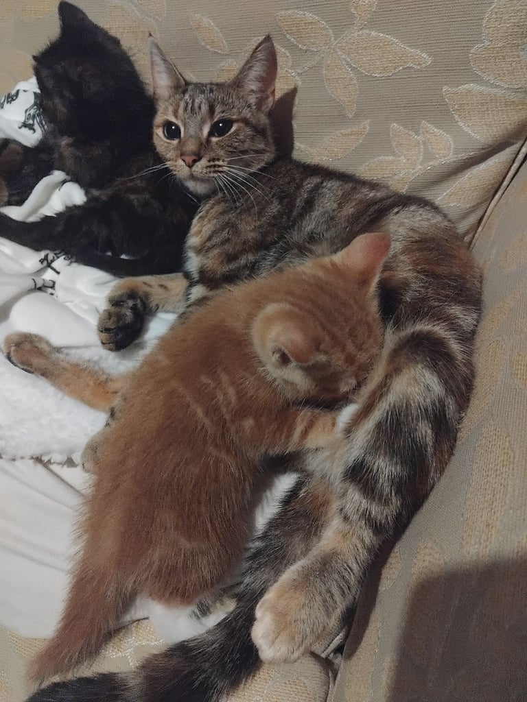 3 adorable 7 week old kittens looking for their forever home
