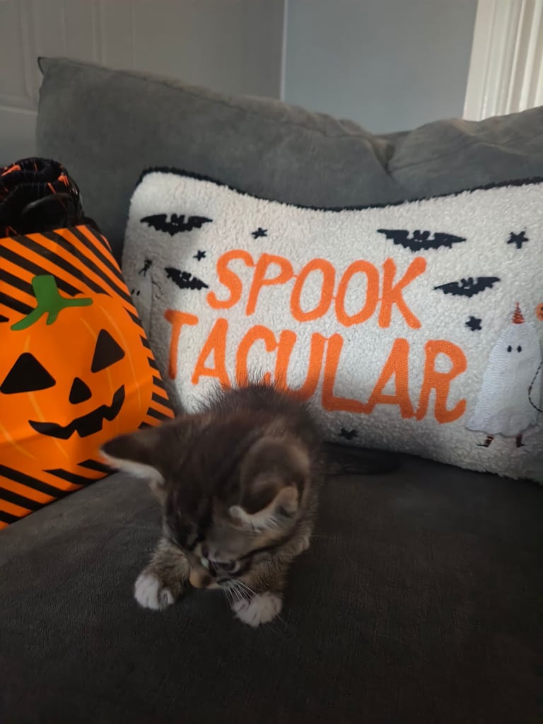 Kittens