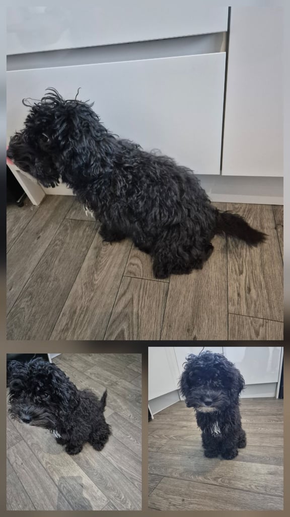 F2 COCKAPOOS FAMILY-REARED PETS