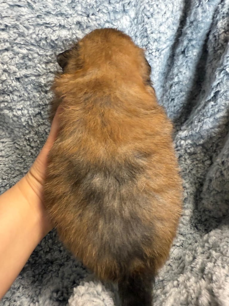 Very cute Pomeranian puppies 