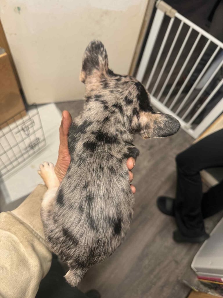 Male merle french bulldog 